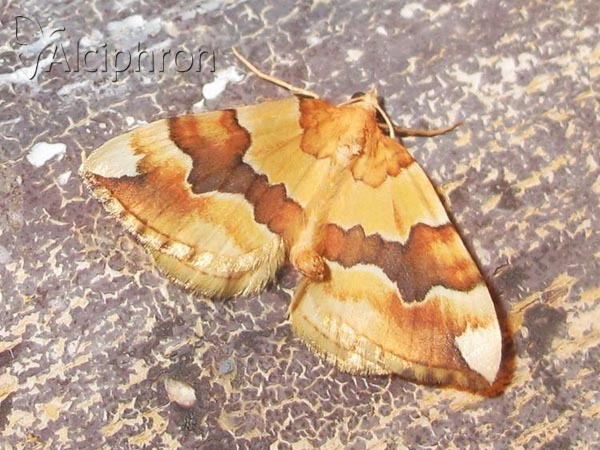 Cidaria fulvata