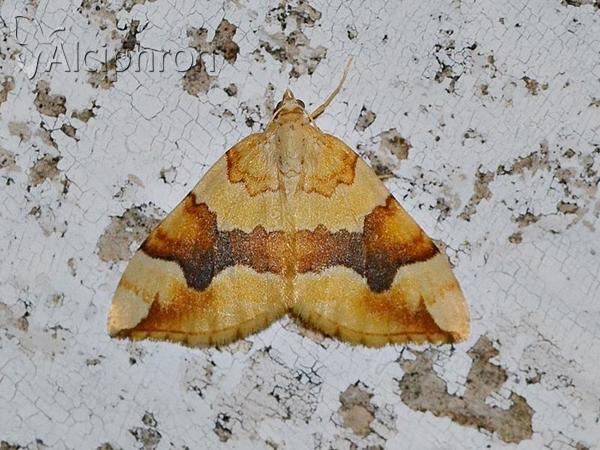 Cidaria fulvata