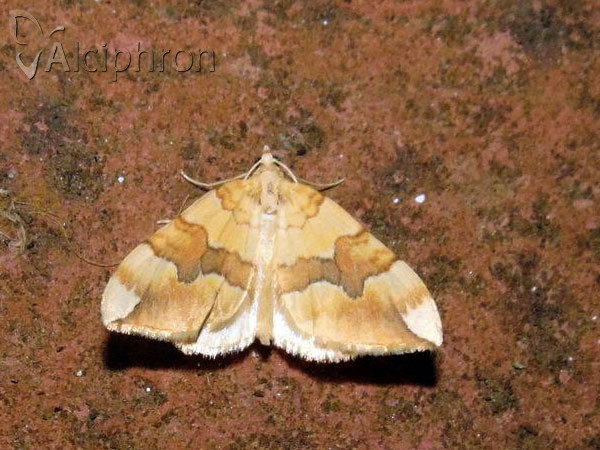 Cidaria fulvata