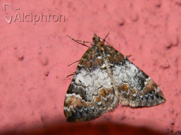 Dysstroma truncata