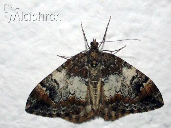 Dysstroma truncata