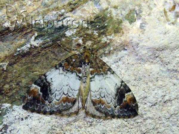 Dysstroma truncata