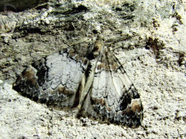 Dysstroma truncata