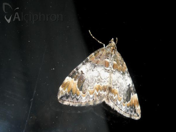 Dysstroma truncata