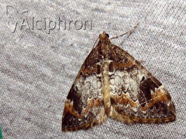Dysstroma truncata