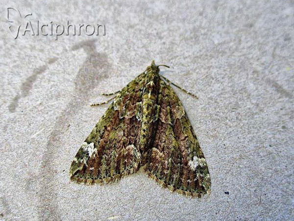 Chloroclysta siterata