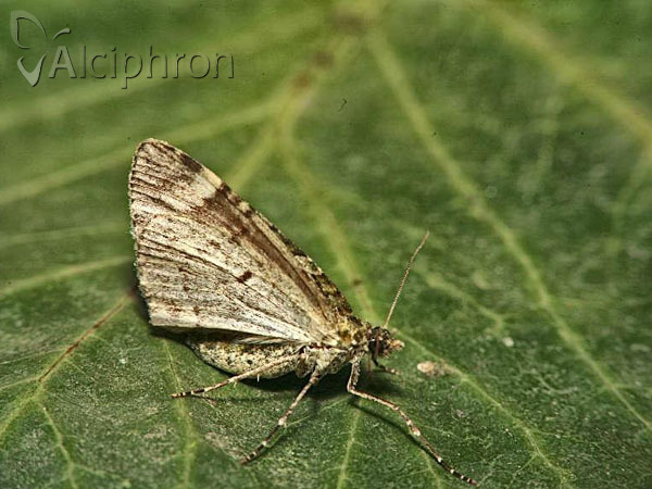 Chloroclysta siterata