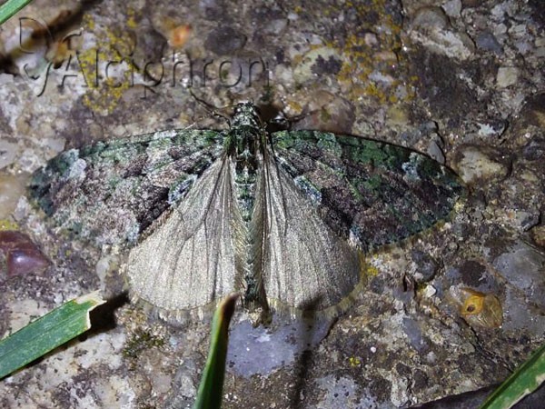 Chloroclysta siterata