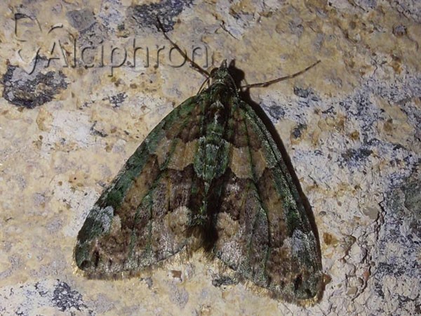 Chloroclysta siterata