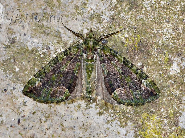 Chloroclysta siterata