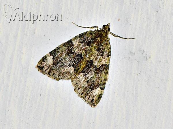 Chloroclysta siterata