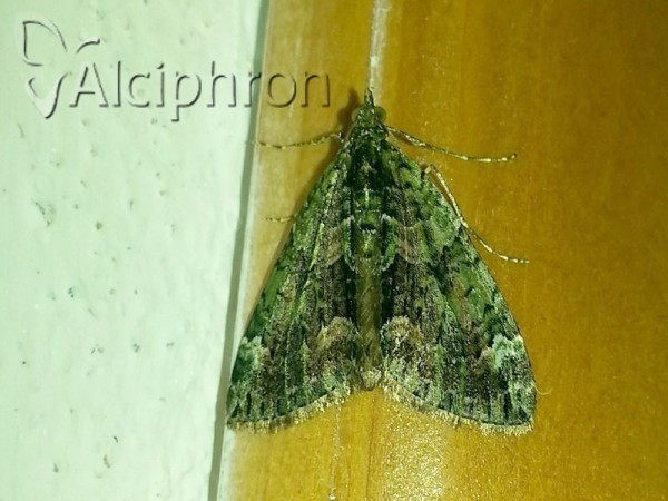 Chloroclysta siterata