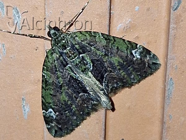 Chloroclysta siterata