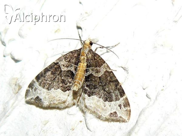 Ecliptopera capitata