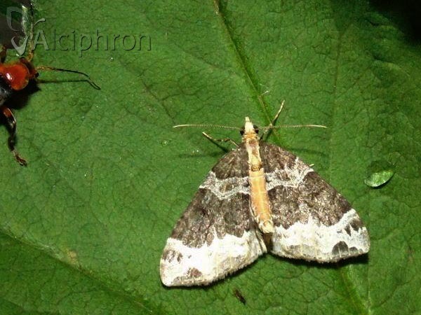 Ecliptopera capitata