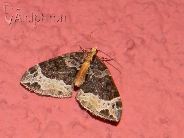 Ecliptopera capitata