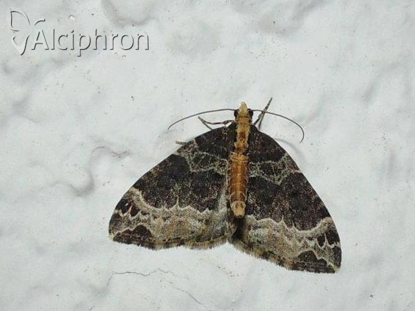 Ecliptopera capitata