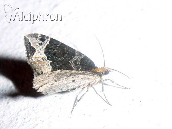 Ecliptopera capitata