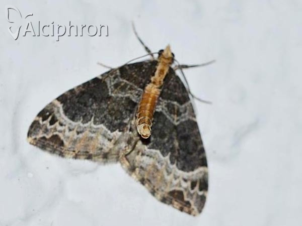 Ecliptopera capitata