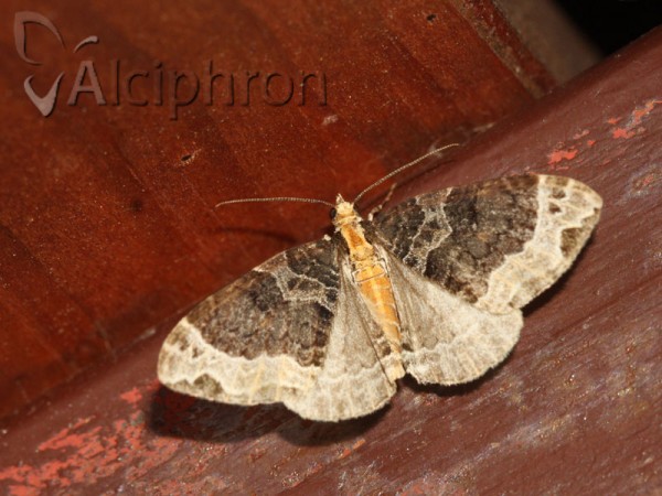 Ecliptopera capitata