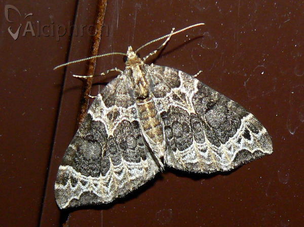 Ecliptopera silaceata