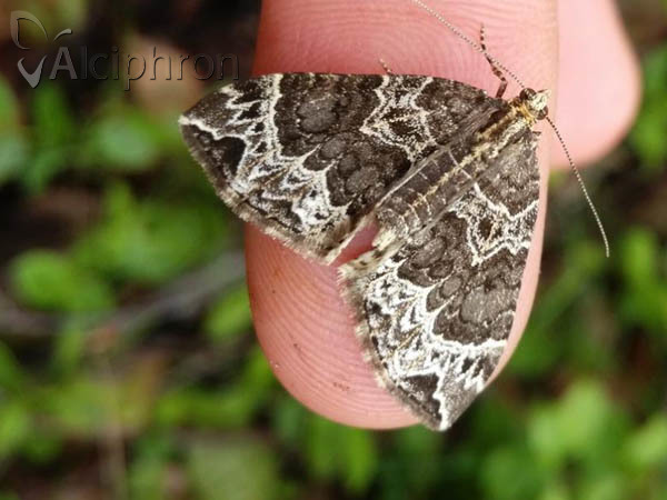 Ecliptopera silaceata