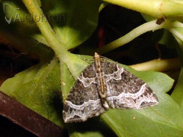 Ecliptopera silaceata