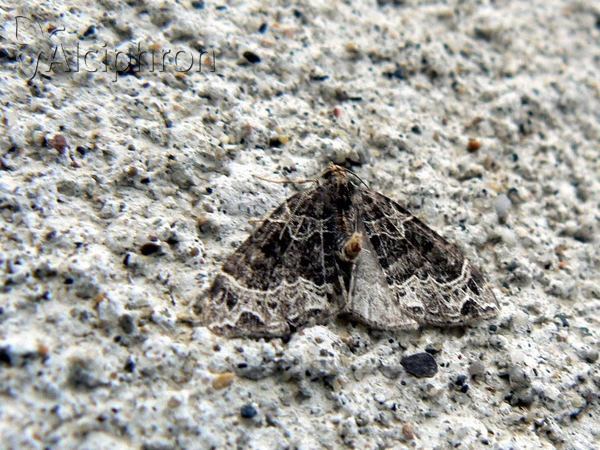 Ecliptopera silaceata