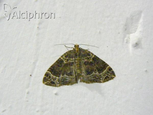 Ecliptopera silaceata