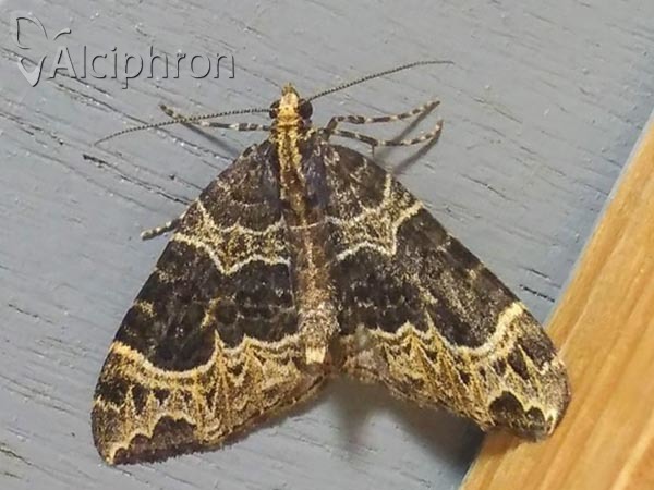 Ecliptopera silaceata