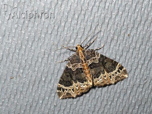 Ecliptopera silaceata