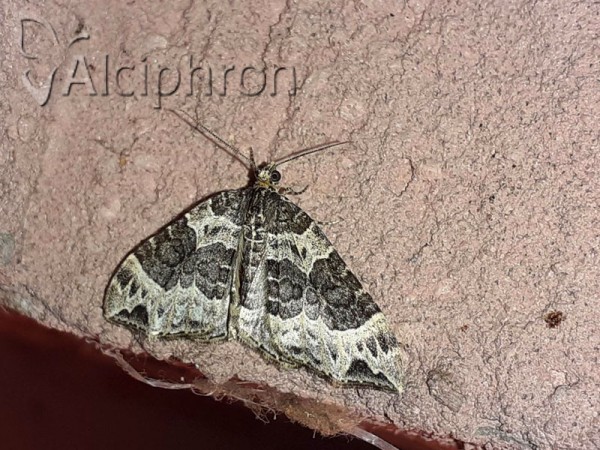 Ecliptopera silaceata