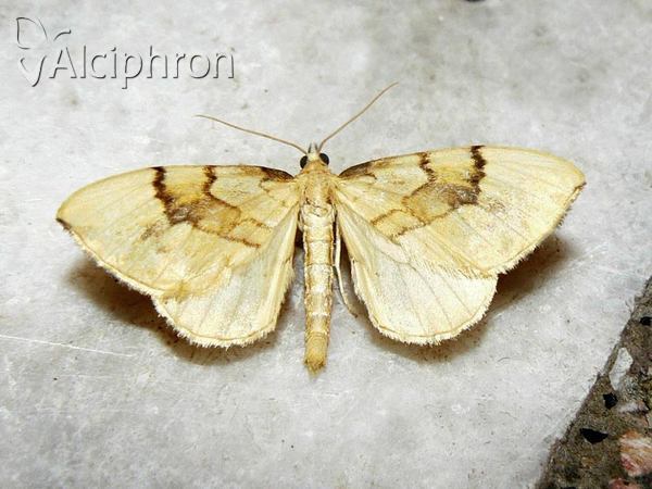 Gandaritis pyraliata