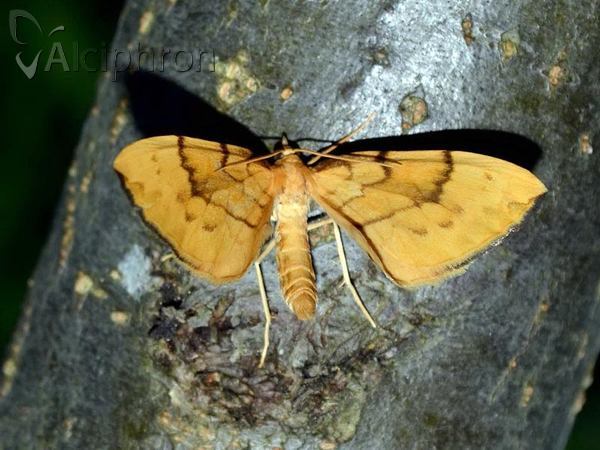 Gandaritis pyraliata