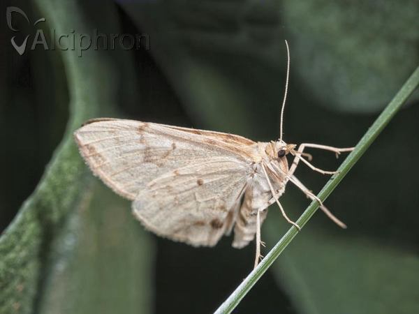 Gandaritis pyraliata