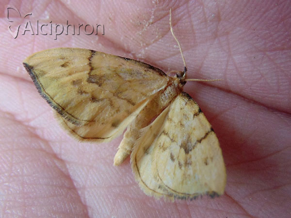 Gandaritis pyraliata