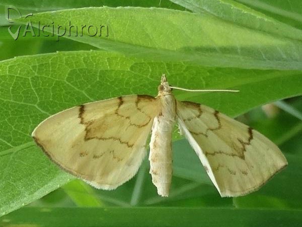 Gandaritis pyraliata
