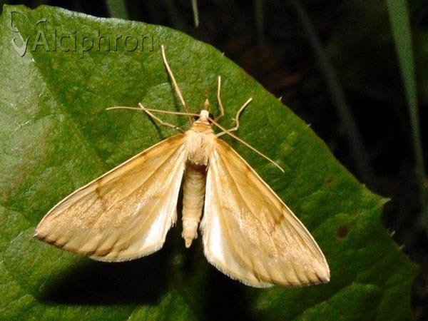 Gandaritis pyraliata