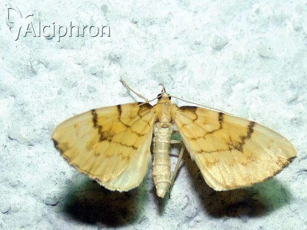 Gandaritis pyraliata