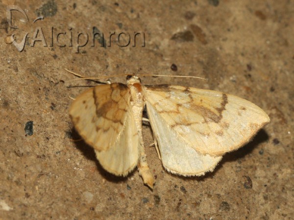 Gandaritis pyraliata