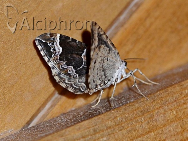 Eulithis prunata
