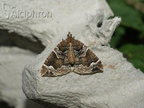Eulithis prunata