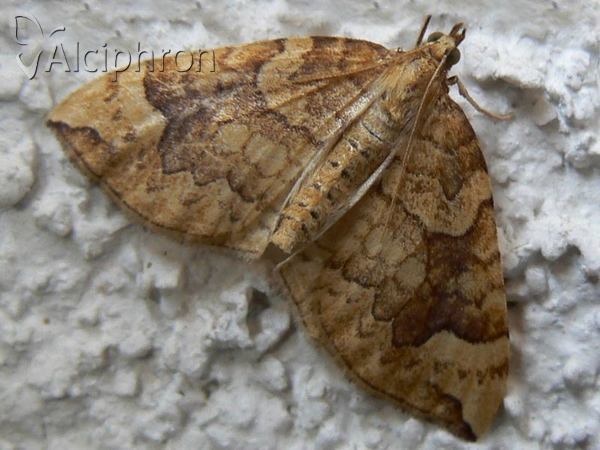 Eulithis populata