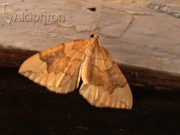 Eulithis populata