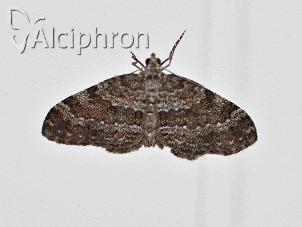 Coenotephria salicata