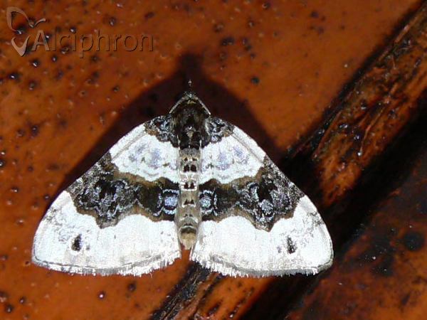 Cosmorhoe ocellata