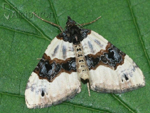 Cosmorhoe ocellata