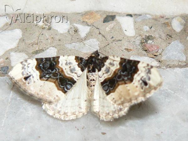 Cosmorhoe ocellata