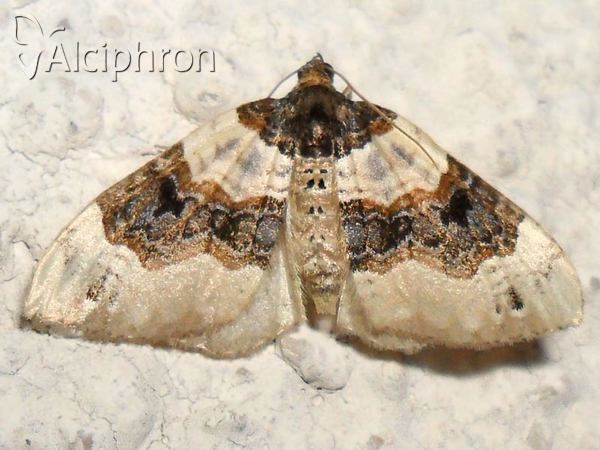 Cosmorhoe ocellata