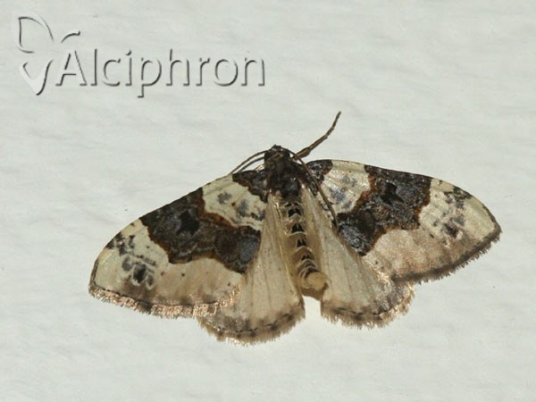 Cosmorhoe ocellata